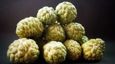 Buah Buah Apa yang Menghasilkan Uang
