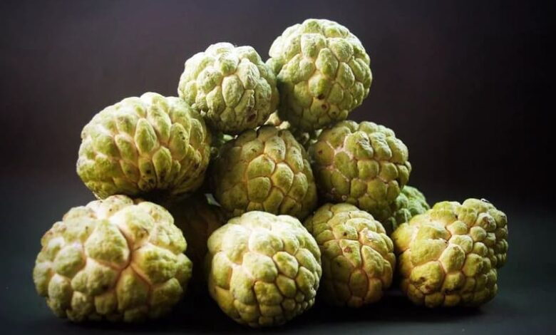 Buah Buah Apa yang Menghasilkan Uang