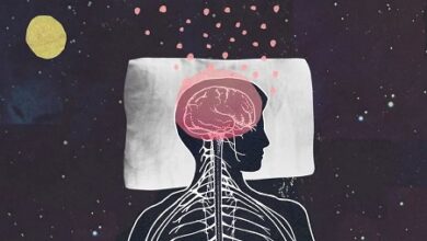Di Bagian Tulang Tengkorak Terdapat Organ Vital yang Disebut