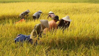Perbedaan Identitas Masyarakat yang Berupa Suku Bangsa di Indonesia Dipengaruhi Oleh