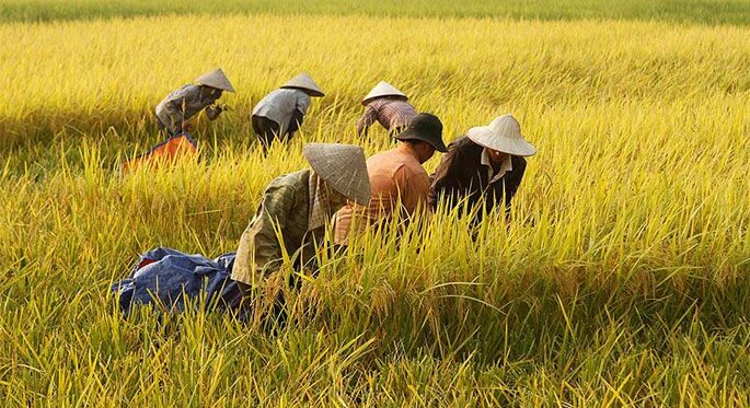 Perbedaan Identitas Masyarakat yang Berupa Suku Bangsa di Indonesia Dipengaruhi Oleh