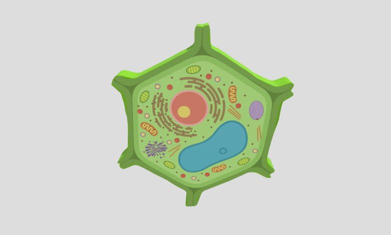 Sel Tumbuhan Tetap Kokoh Meskipun Mengalami Kehilangan Air